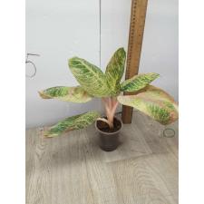 Aglaonema Moonlight- Pink A-103