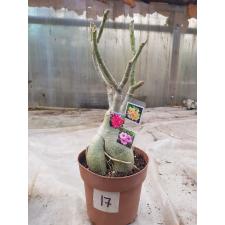 Adenium sp. 17