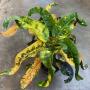 Codiaeum Kao Wong Prachan.