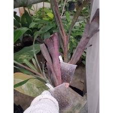 Billbergia 'Dreams' 11A