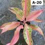 Aglaonema  BarameeRung A-20