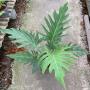Philodendron pinnatifidum (L)