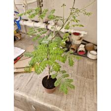 Caesalpinia pulcherrima (white variegated)