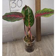 Aglaonema Amnat Jaren A-18 pot