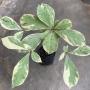 Terminalia bellirica albomarginata