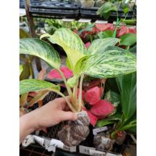 Aglaonema Kwak Thongkum. 51