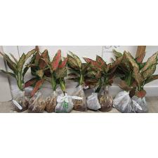 Аглаонема Аня узколистная / Aglaonema Anya narrow leaves A-66