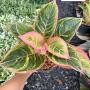 Aglaonema  Pinky Pie  A-47