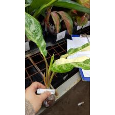 Aglaonema commutatum 'Bangkok Dream' (L).20