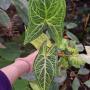 Syngonium (T26) Golden veination