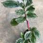 Elatostemma sp.(T02)(silver margin leaf).