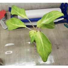 Aglaonema Yellow Mongkon pot