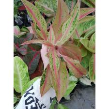 Aglaonema Baramee Rung A-20