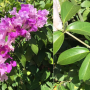 Mansoa alliacea Bignoniaceae