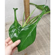 Philodendron joepii