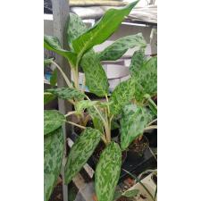 Aglaonema 'peacock'  горшок