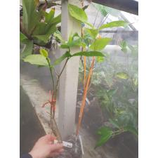 Tabernaemontana sp. Golden leaf 511/1