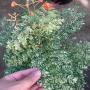 Caesalpinia pulcherrima (white variegated)(orange flower).