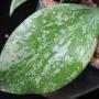 Hoya vanuatuensis 'Splash'              664