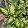 Aglaonema  Sethee rub money A-144