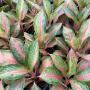 Aglaonema  Lokbay - long leaves  A-82