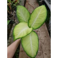 Dieffenbachia Saeng Chantra pot S