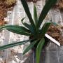 Microsorum thailandicum