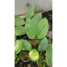 Hoya parasitica sp 1+