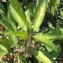 Ardisia elliptica 'Yellow Star'