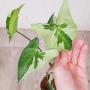 Syngonium Three Kings