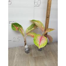 Aglaonema RuayLab A-84