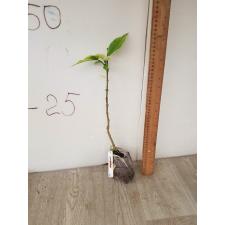 Clerodendrum paniculatum variegated 43