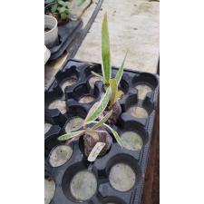 Ledebouria socialis variegated mart 202/1