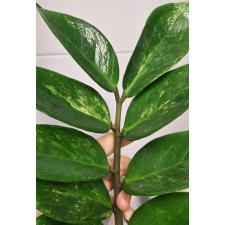 Zamioculcas zamiifolia variegated (short leaf)