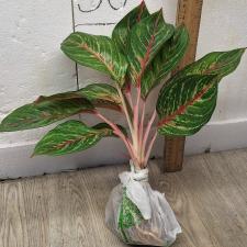 Аглаонема Сомбат Сиам зеленый / Aglaonema Sombat Siam green A-43