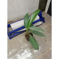 Epipremnum Green Satin