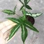 Syngonium Little Star.