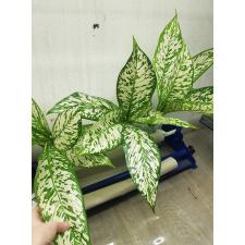 Dieffenbachia White Blizzard