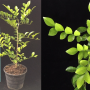 Murraya paniculata Dwarf (wavy leaf)(long leaf)