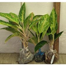 Аглаонема Пракайтонг / Aglaonema Prakaitong A-51