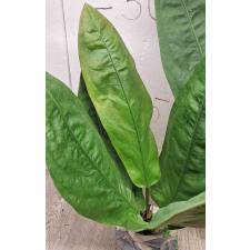 Anthurium superbum