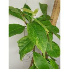 Syzygium malaccense variegated (Indonesia) 245/1