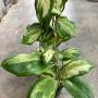 Hoya incrassata 'Moonshadow'            280