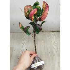 Codiaeum Mung Soora 52 по1500р