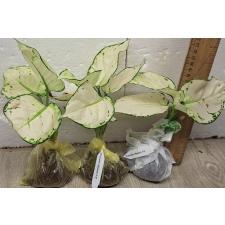 Аглаонема Супер Белая / Aglaonema Super White A-40