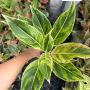 Aglaonema  Aurora - white  A-9