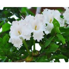 Dolichandrone serrulata (seedling) 139/1 - 1900p