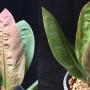 Anthurium willfordii