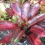 Neoregelia Kahala Dawn (Bromeliad) 217