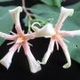 Wrightia tomentosa = Wrightia arborea